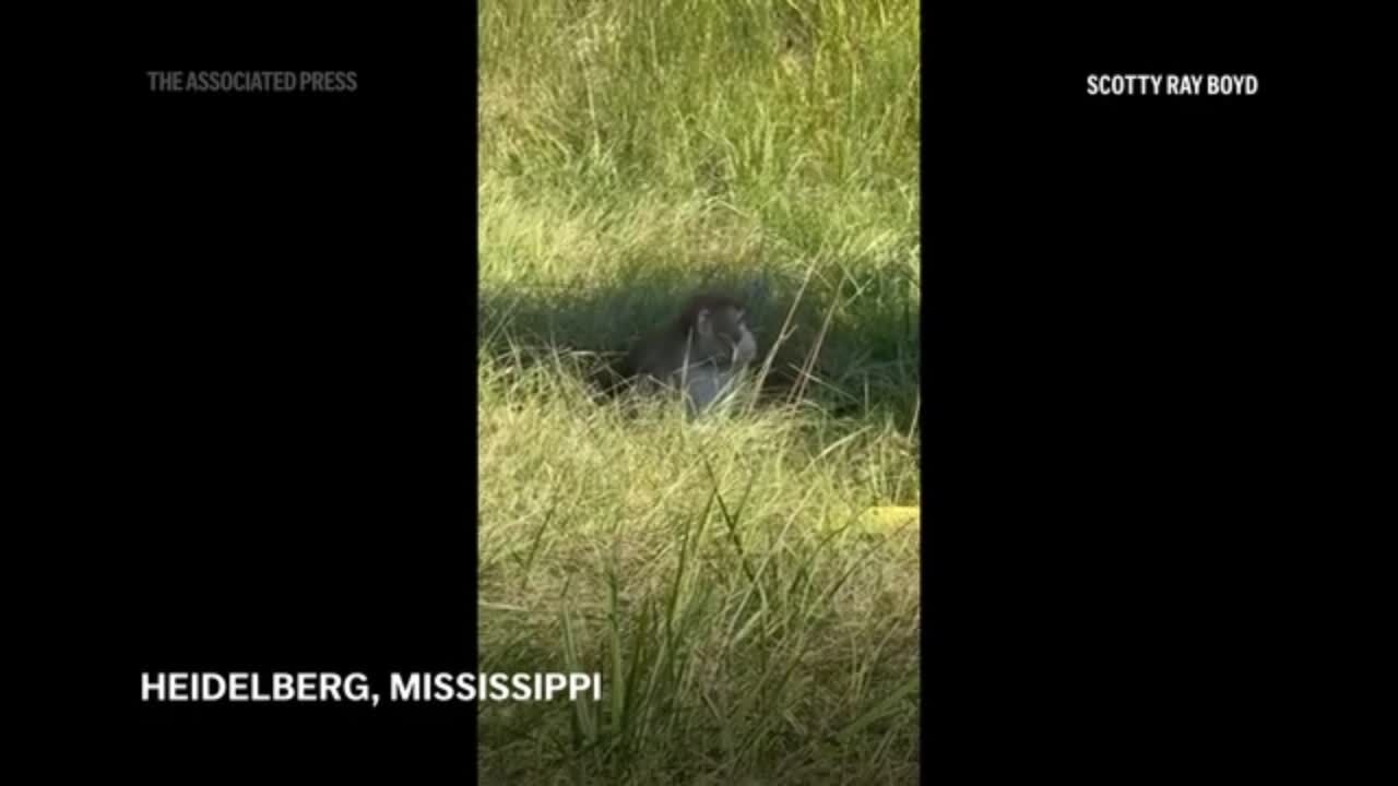 ‘Aggressive’ monkeys escape from overturned truck on Mississippi highway